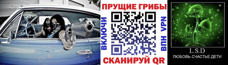 Псилоцибиновые грибы Psilocybe  Купить закладки  Иннополис 